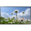 Информационный дисплей Samsung ED65C [LH65EDCPLBC]